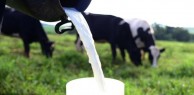 Cidades da Serra se destacam em pesquisa do IBGE sobre pecuária.