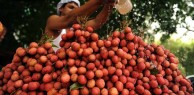 Milhares de crianças morreram na Índia após comer lichia